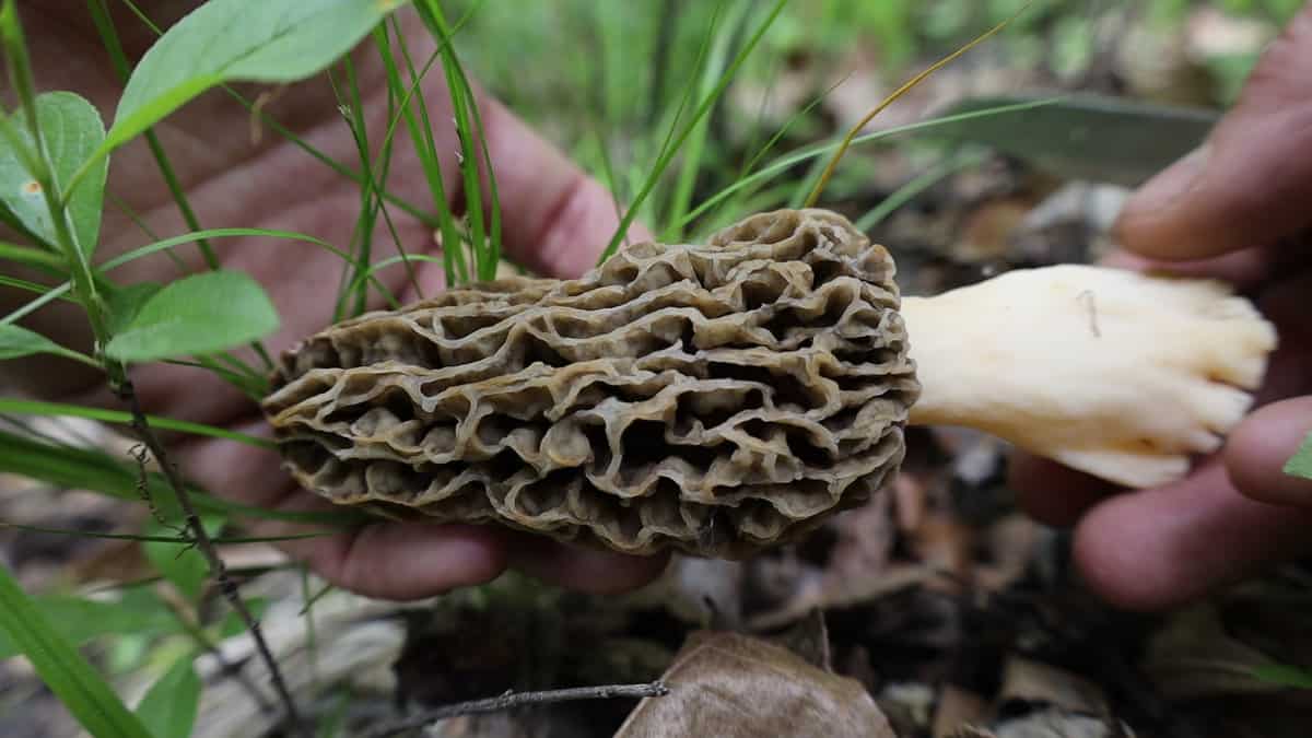 Picking morel mushrooms near a dead elm 