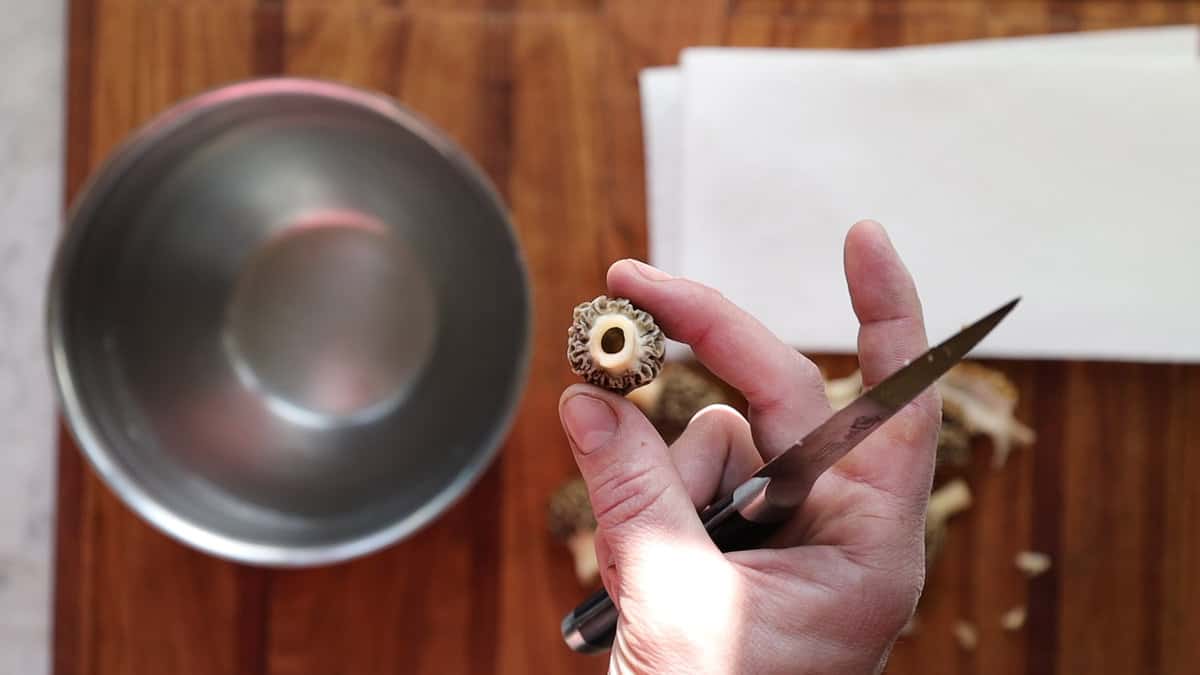 harvesting and trimming morels 