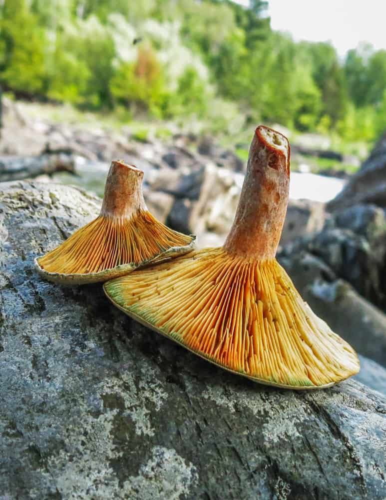 Saffron milk cap mushrooms or niscalos on a rock 