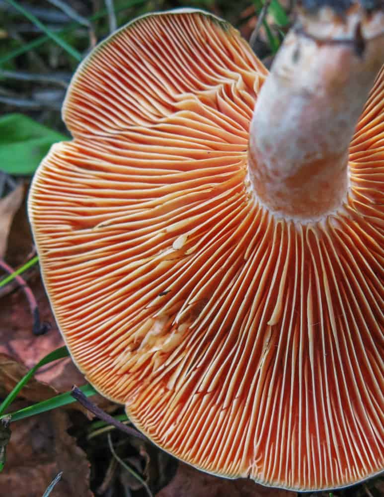 Orange gills of a saffron milk cap mushroom