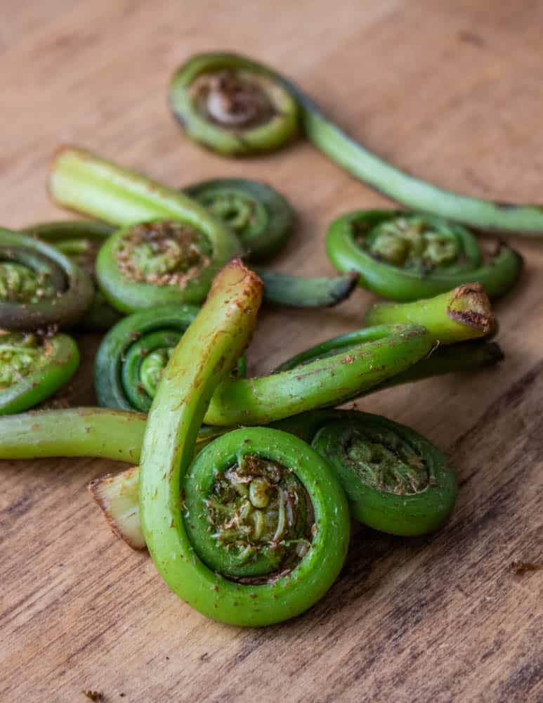 Lady fern fiddleheads from the West Coast Athyrium filix-femina