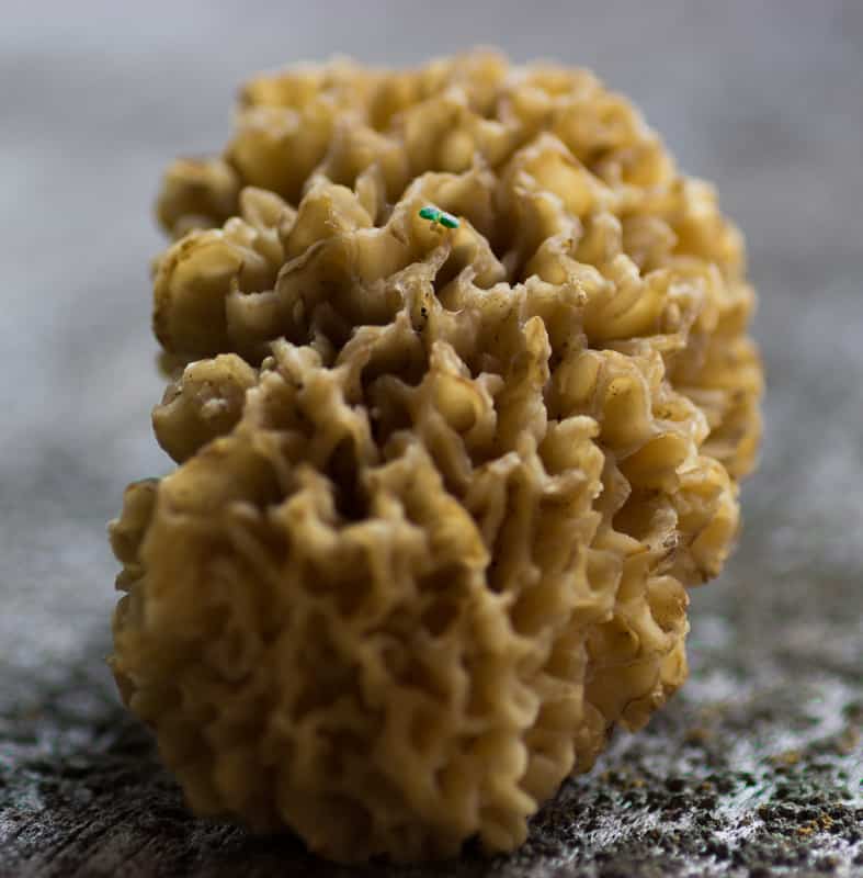 morels from minnesota