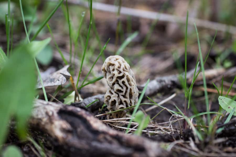 a small grey common morel or morchella americana 