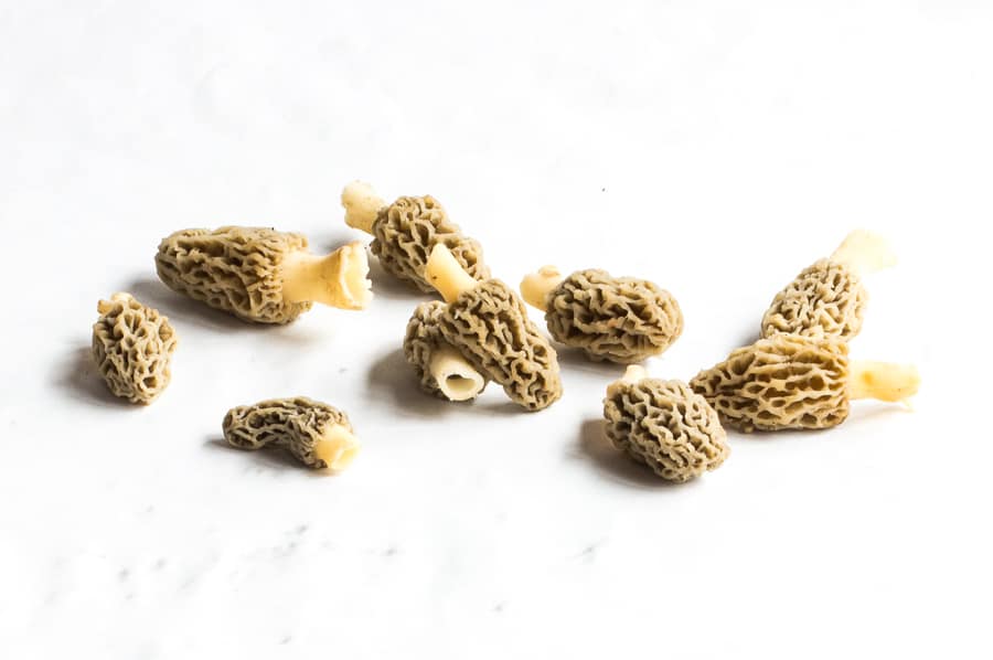 young grey morels or morchella americana 