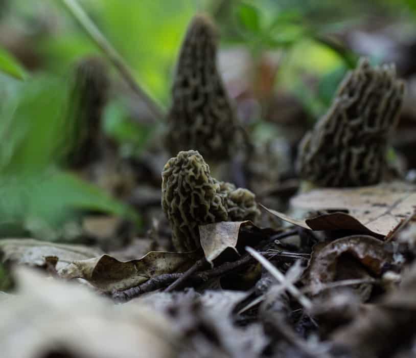 morels from minnesota