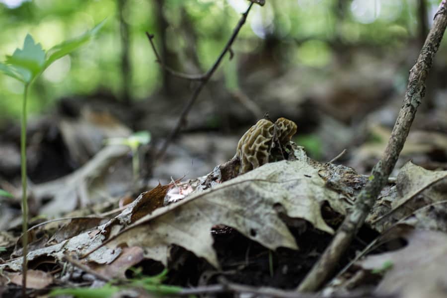 common morels or morchella americana near dead elms in minnesota 