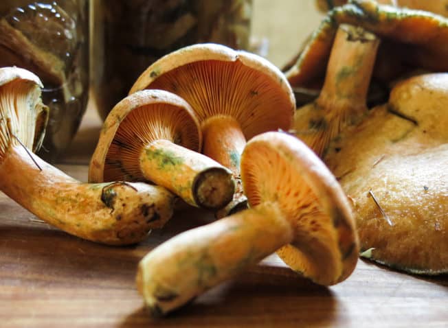 pickled saffron milkcap mushrooms