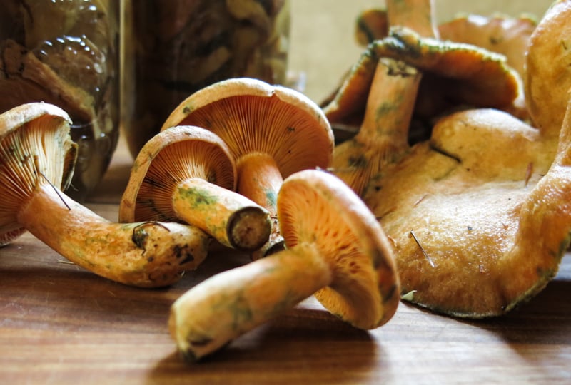 pickled saffron milkcap mushrooms