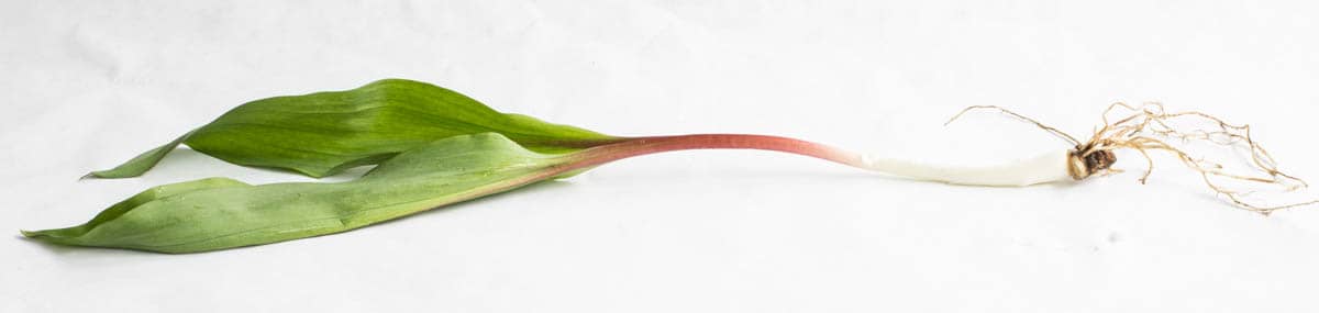 Ramps or wild leeks, Allium triccocum