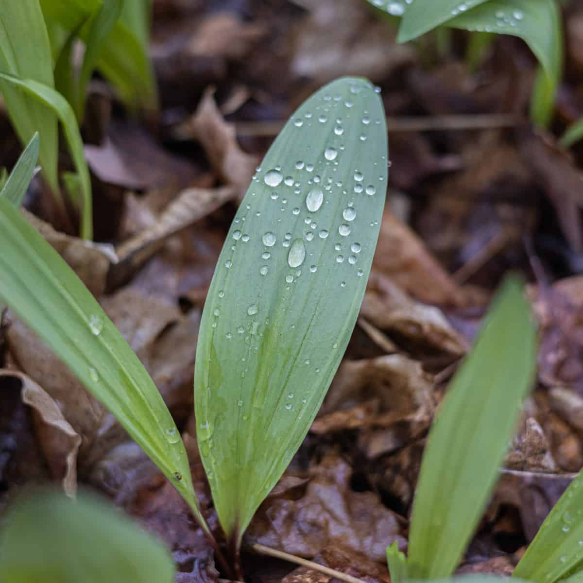 Ramps or Allium triccocum 