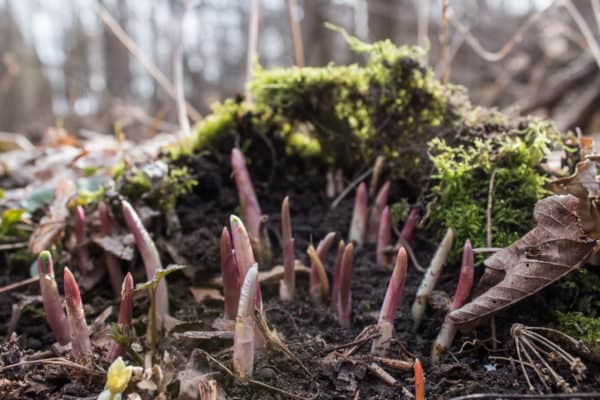 Young ramp or wild leek shoots coming up in the spring