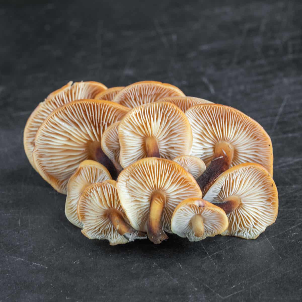 a cluster of wild enokitake or Flammulina velutipes.