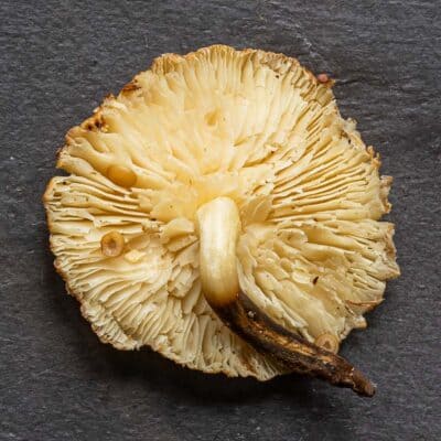 Close up of the gills on an enoki mushroom.