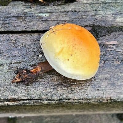 Flammulina populica on a wooden bench