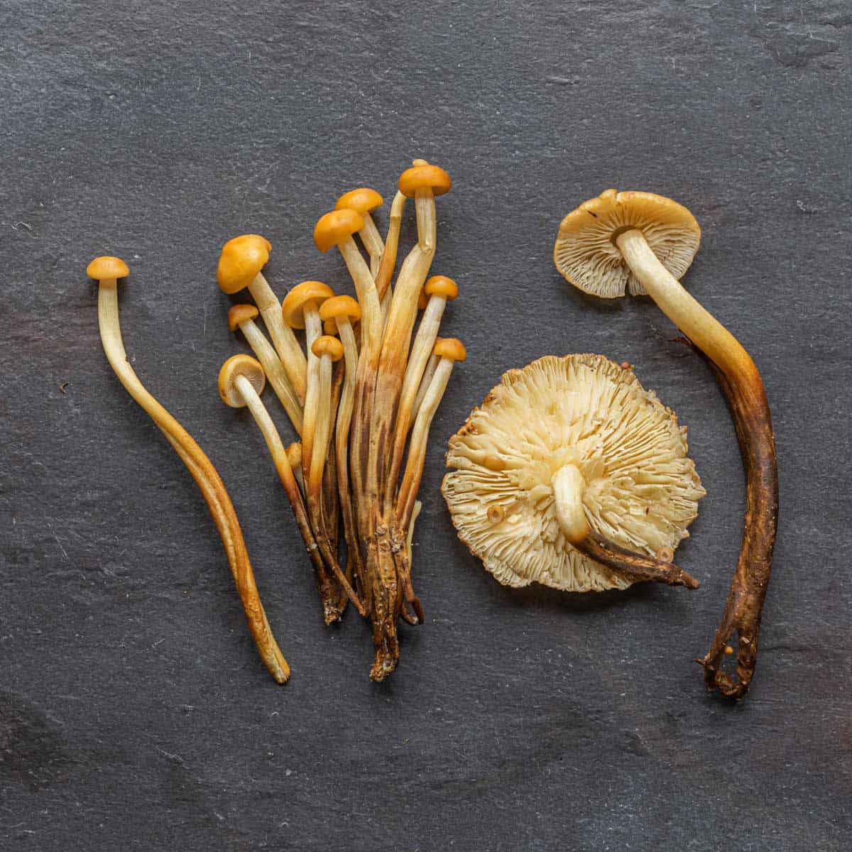 Wild Enoki Mushroom or Flammulina velutipes clones