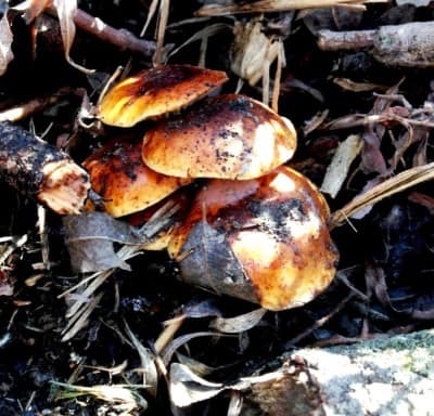 Flamelina Velutipes/Ennokitake Mushroom