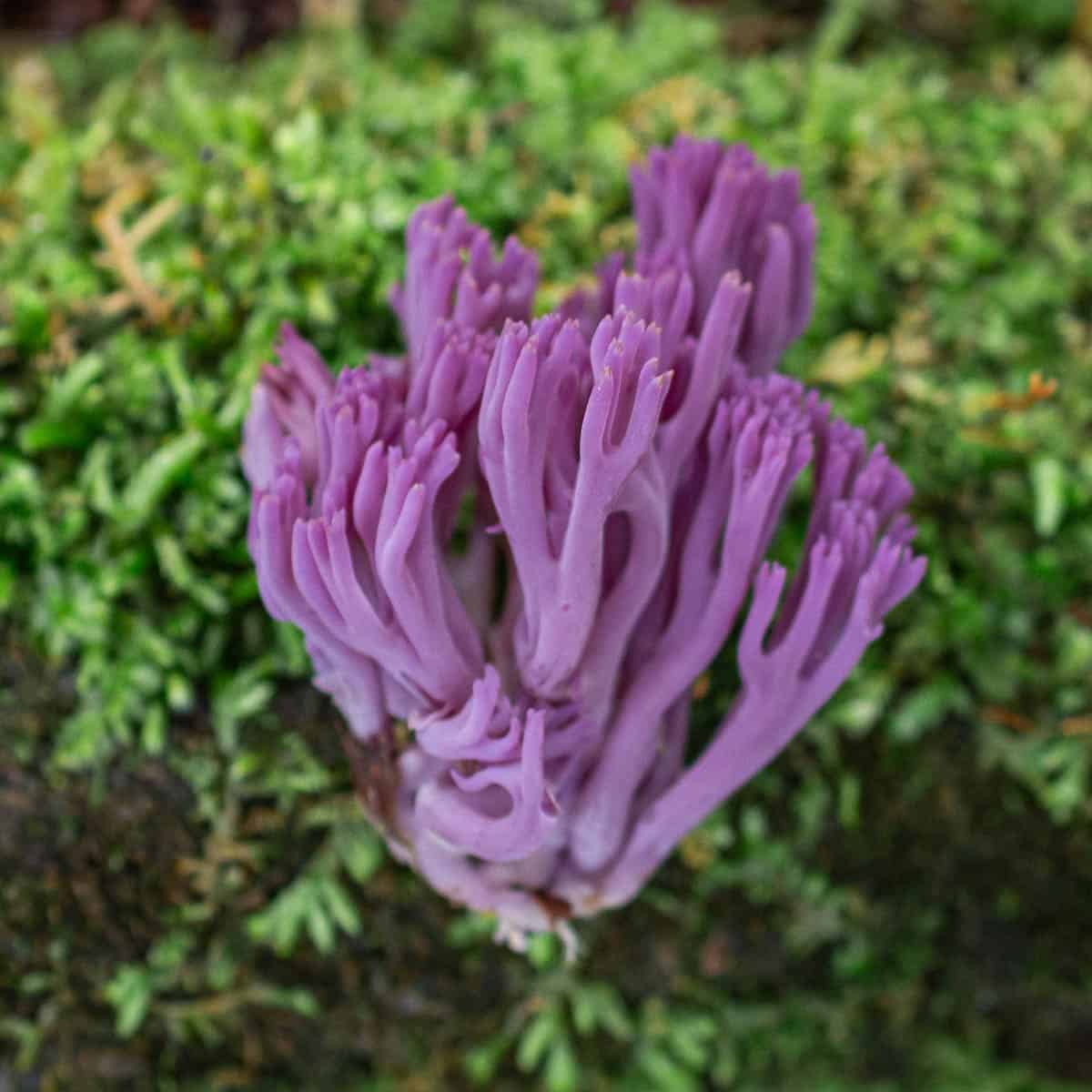 Clavaria zollingeri, the purple coral mushroom growing on a mossy log. 