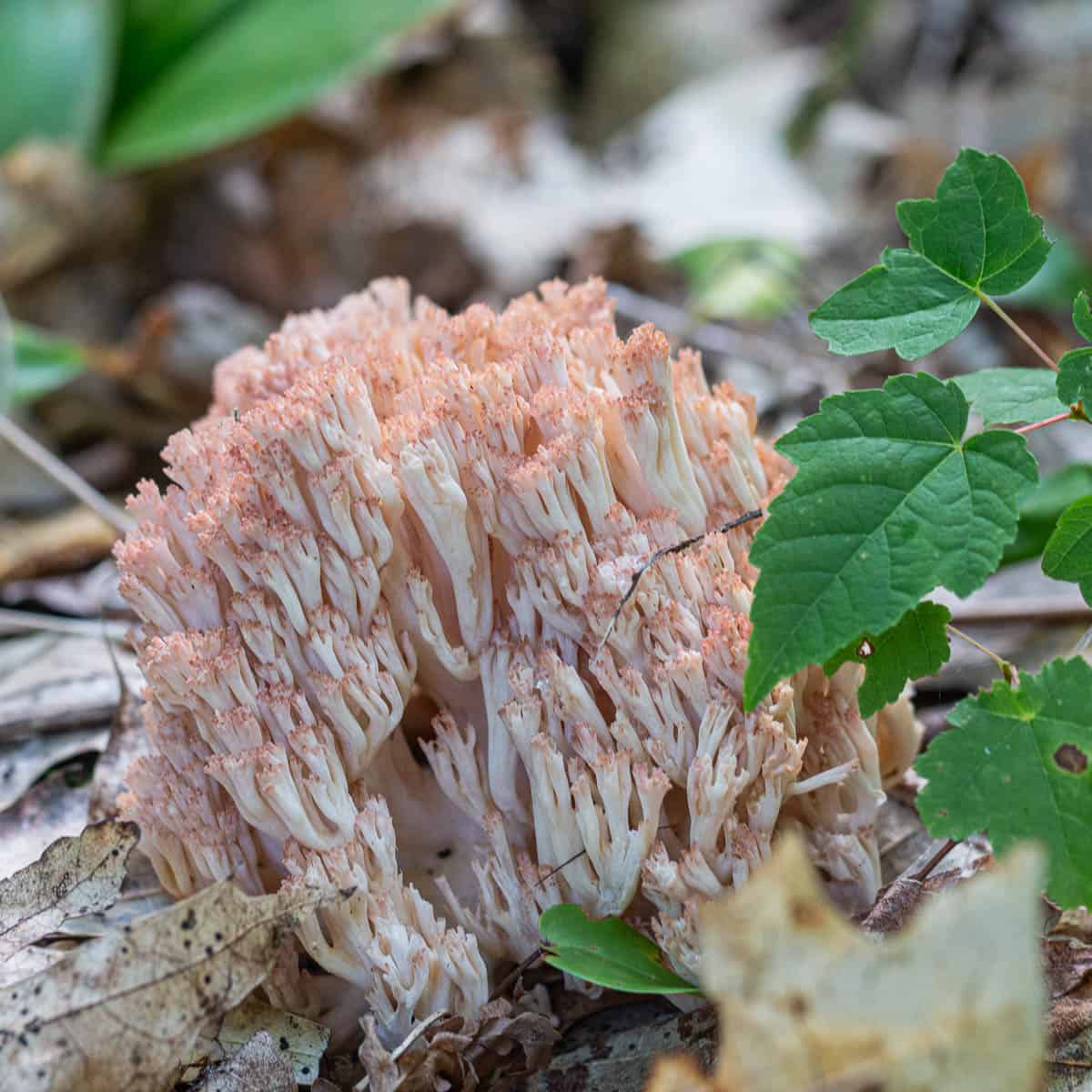 a Ramaria botrytis  mushroom growing on the ground in the woods. 