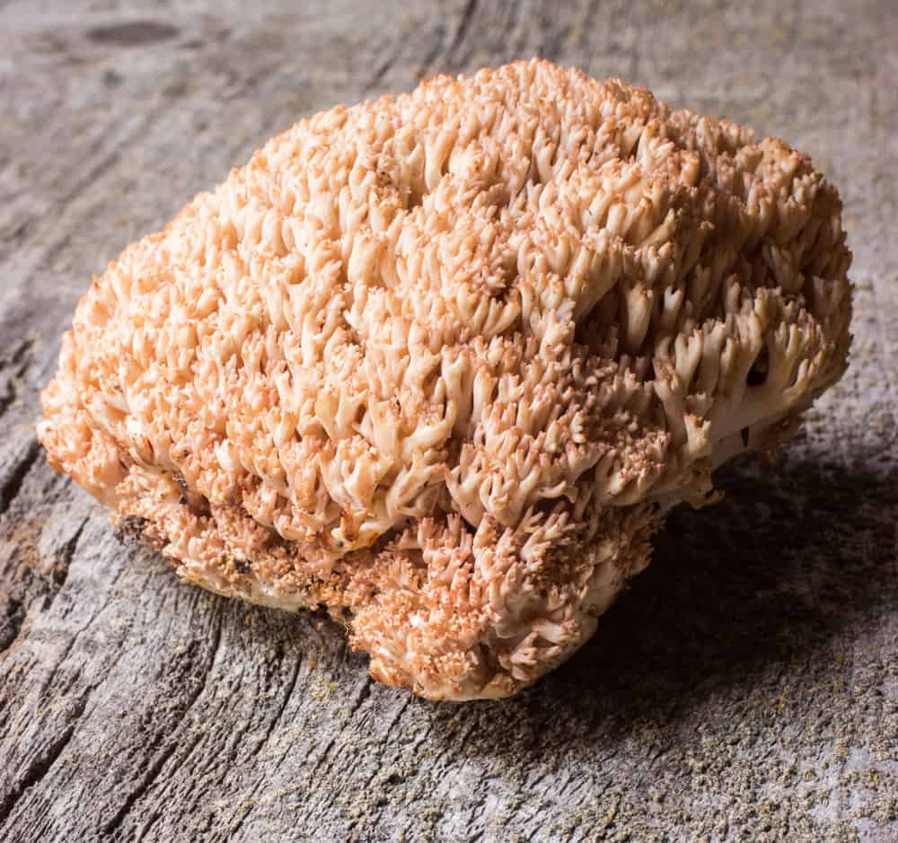 Ramaria botrytis, an edible wild coral mushroom_