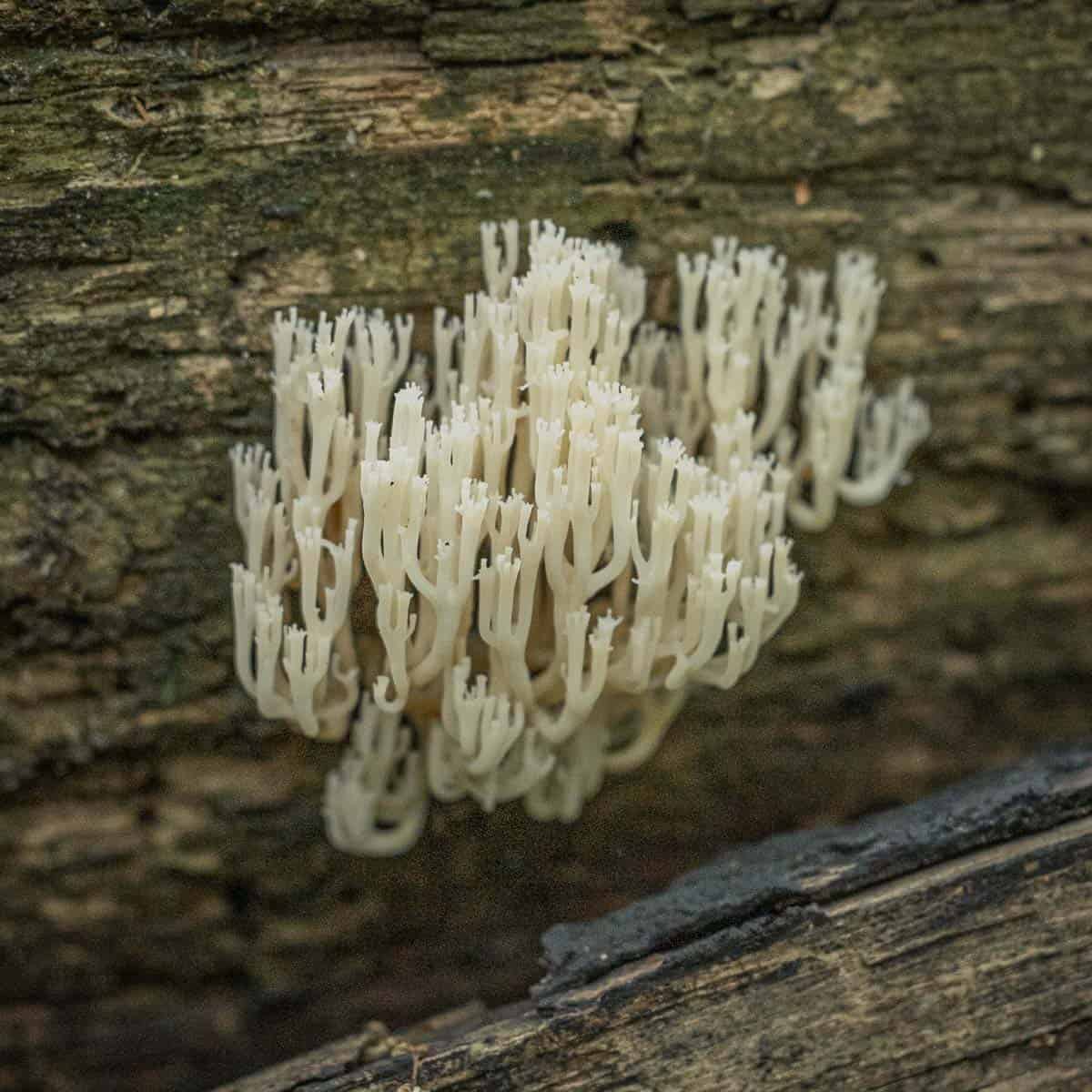 clavacorona pyyxidata coral mushroom 