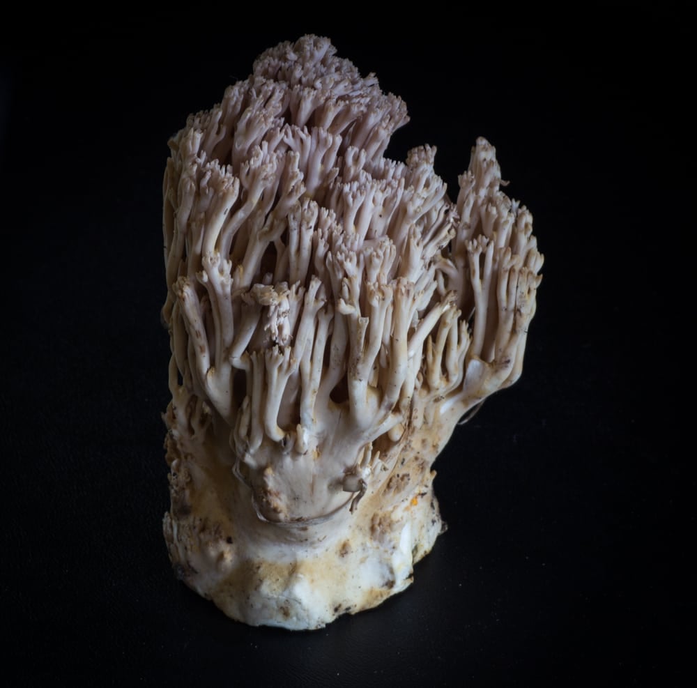 a ramaria mushroom