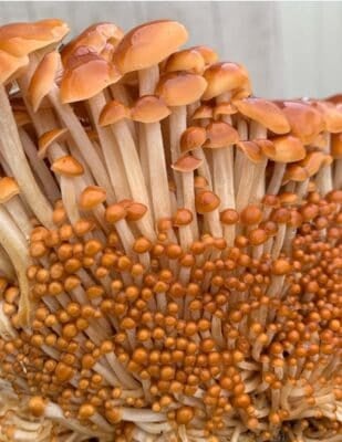 Enokitake mushrooms growing from a fruiting block.