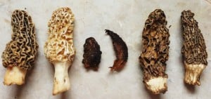 how to dry morel mushrooms