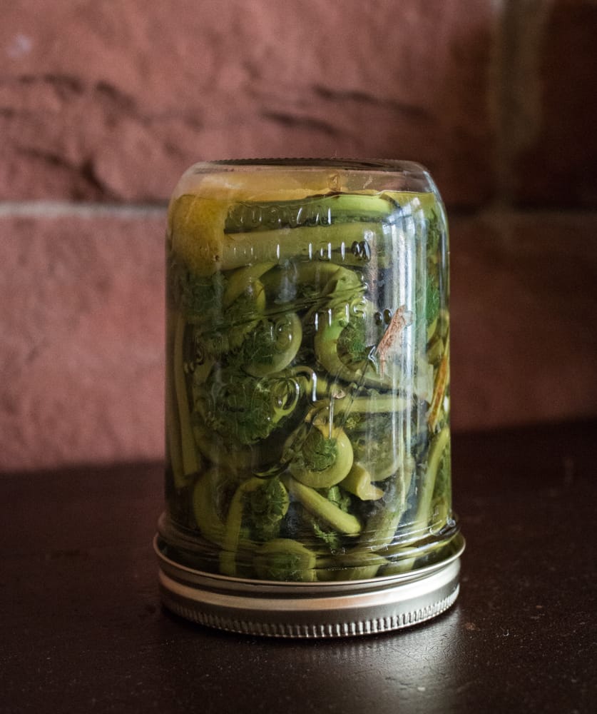 Crunchy ostrich fern fiddlehead pickles