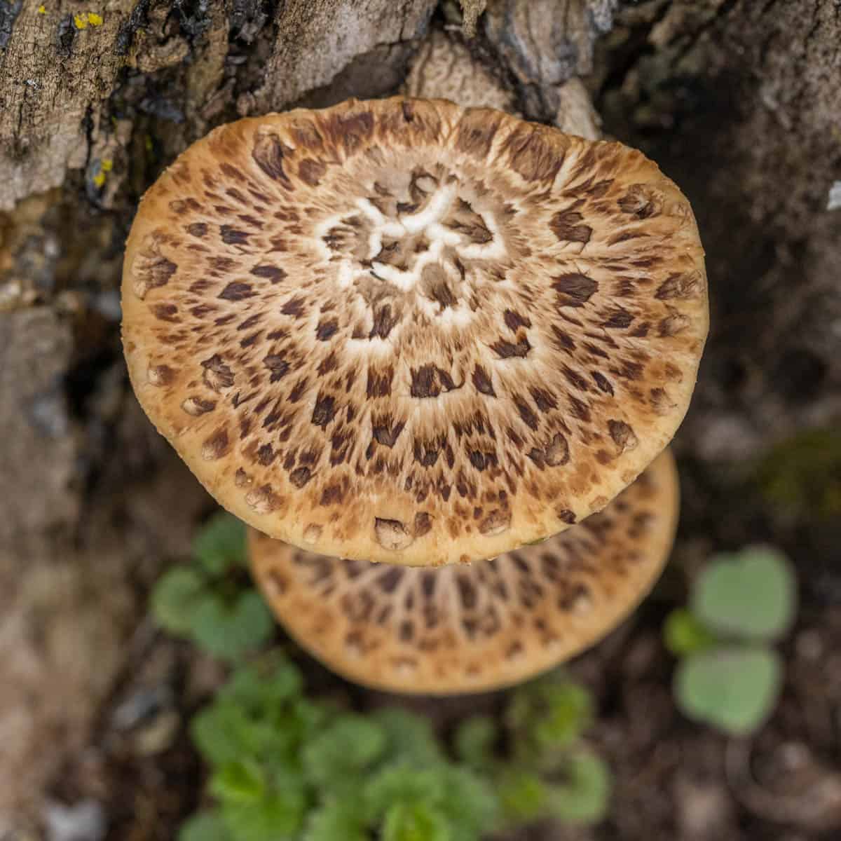 cerioporus squamosus dryad saddle or pheasant back mushroom