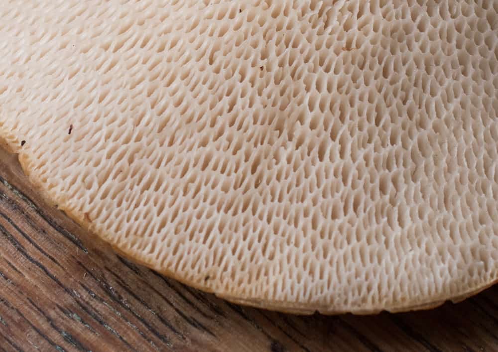 Dryad saddle or pheasant back mushroom pores
