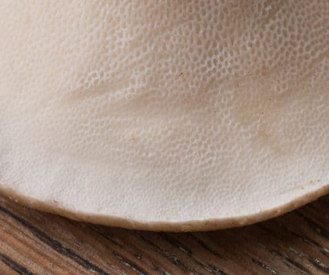 Dryad's Saddle or Pheasant Back Mushroom - FORAGER | CHEF
