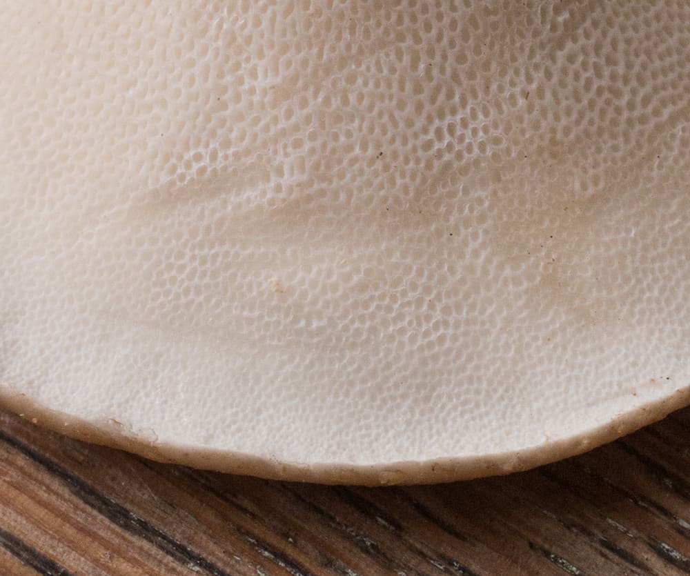 Dryad saddle or pheasant back mushroom pores