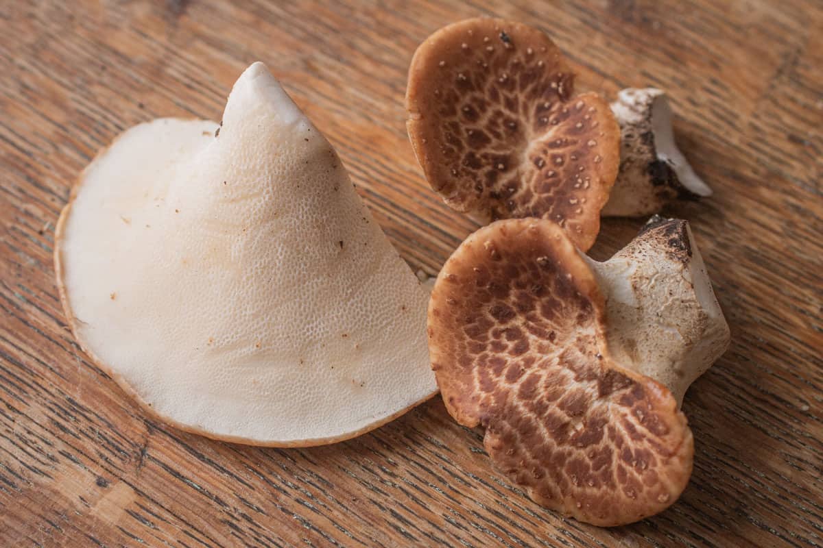 Young dryad saddle or pheasant back mushrooms