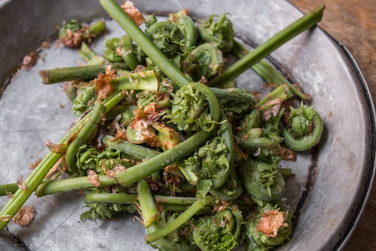 Fiddlehead Ferns: Identifying, Harvesting And Cooking