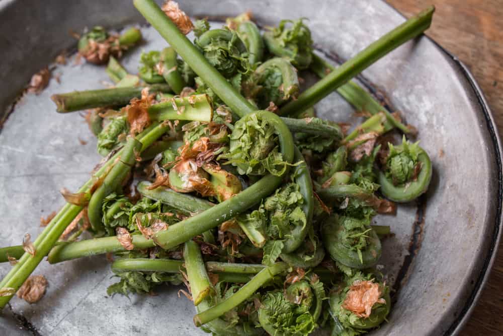 Edible ostrich fiddlehead ferns from wisconsin