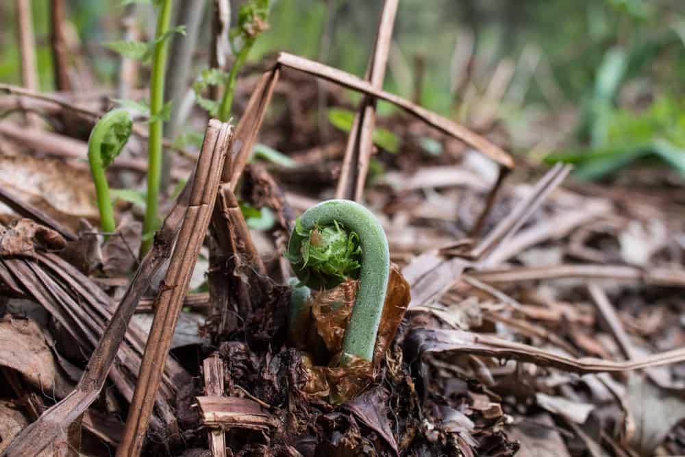 Edible ostrich fiddlehead ferns from Minnesota