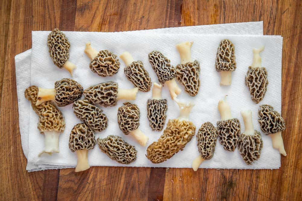 Fried or breaded morel mushrooms recipe 