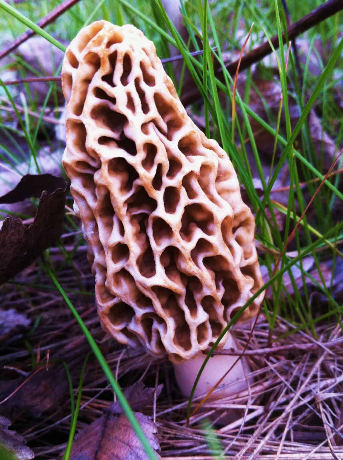 Minnesota Morel 5