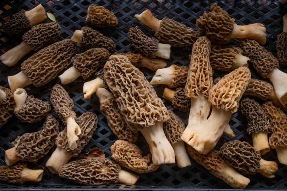 Common morels from Minnesota