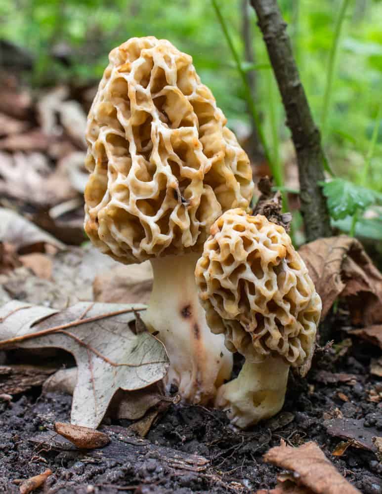 blonde morel mushrooms or morchella americana 