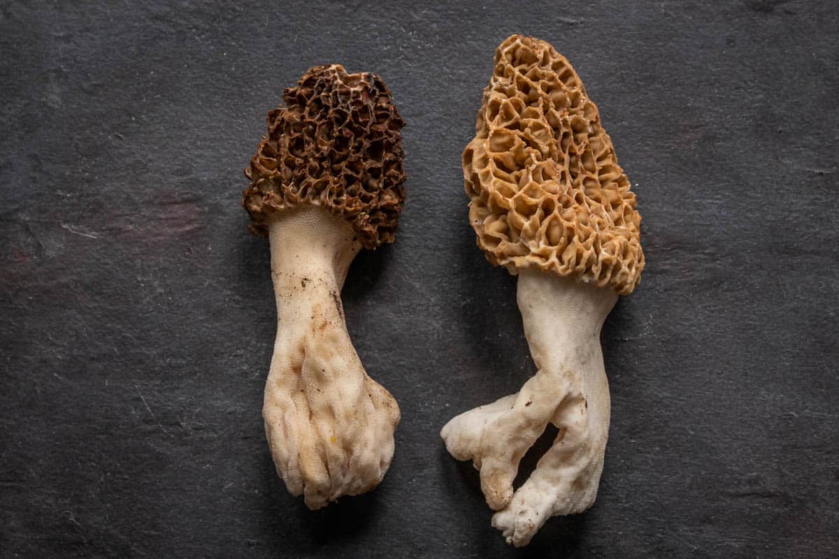 Mature morel mushrooms or morchella americana 
