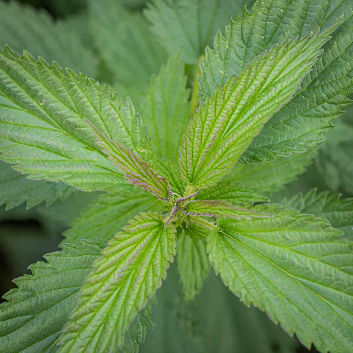 Common stinging nettles (Urtica dioica) 