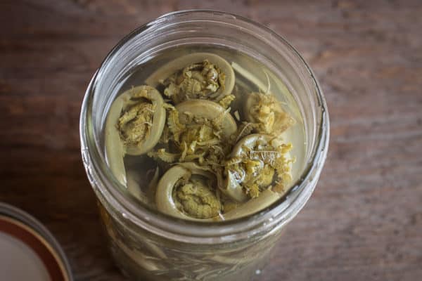 Crunchy pickled ostrich fern fiddleheads recipe