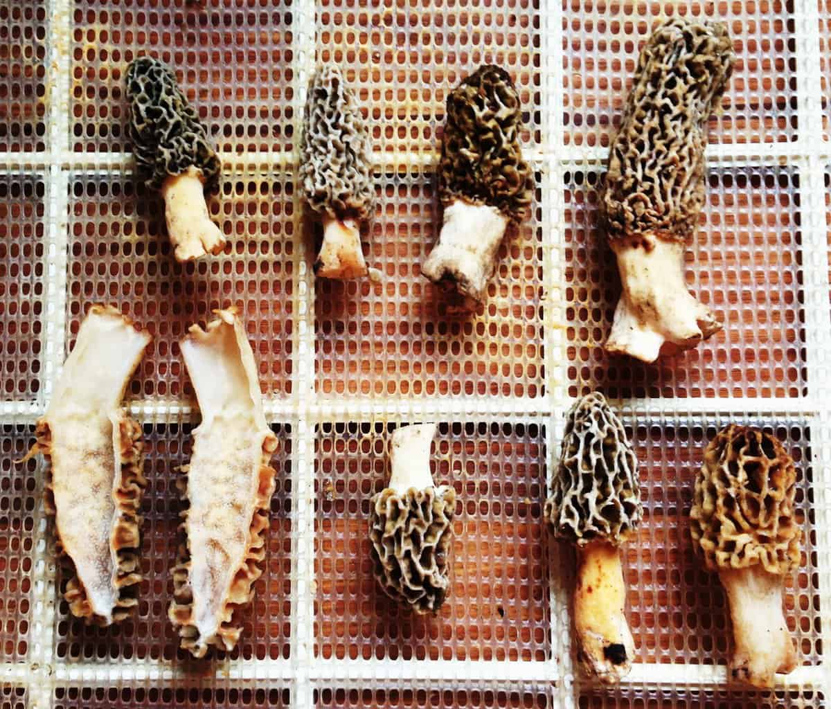 the right way to dry morel mushrooms