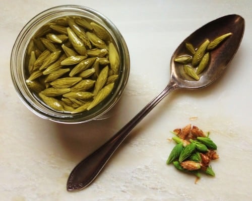 Spruce Tip Pickles capers