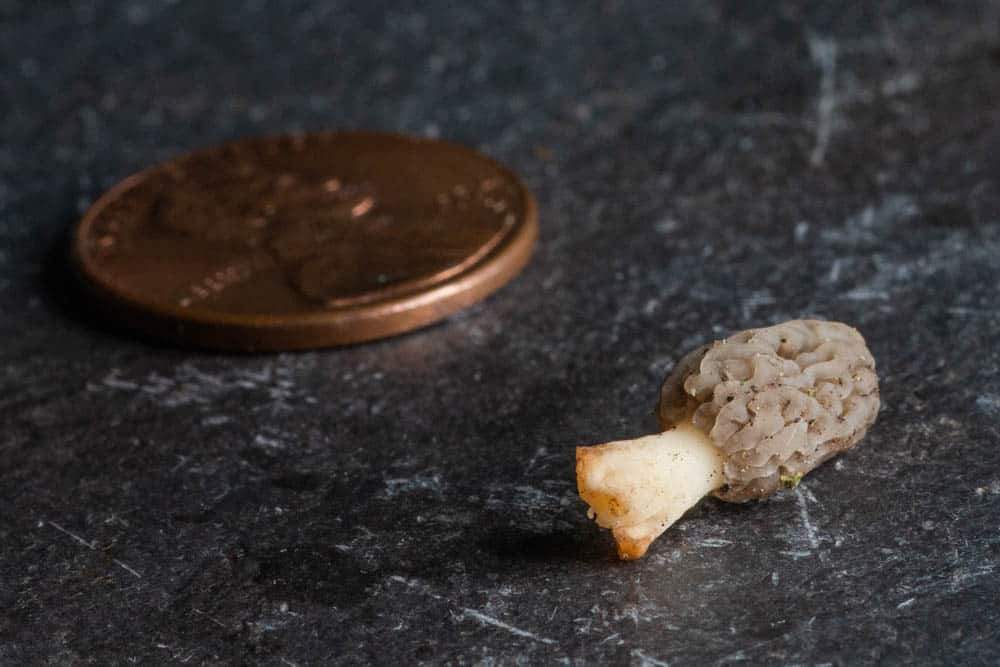 A very small common morel. This is not a "peckerhead" mushroom. 