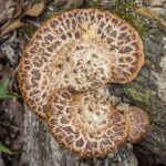 Dryad saddle, pheasant back, or Cerioporus squamosus mushroom