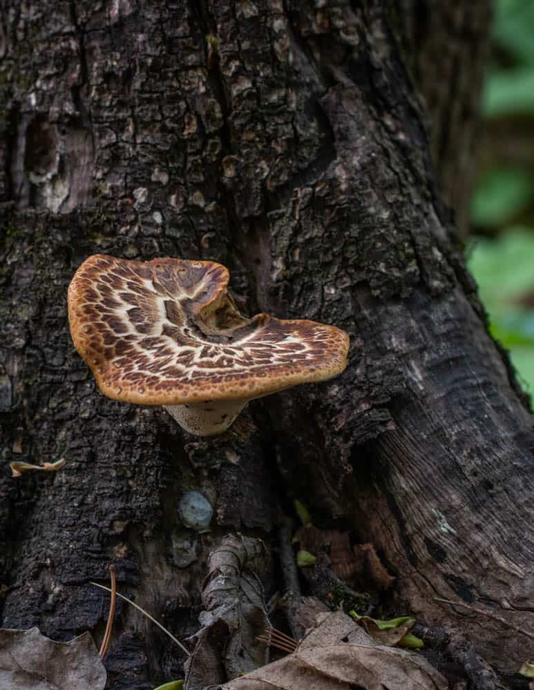 Dryad saddle, pheasant back, or Cerioporus squamosus mushroom