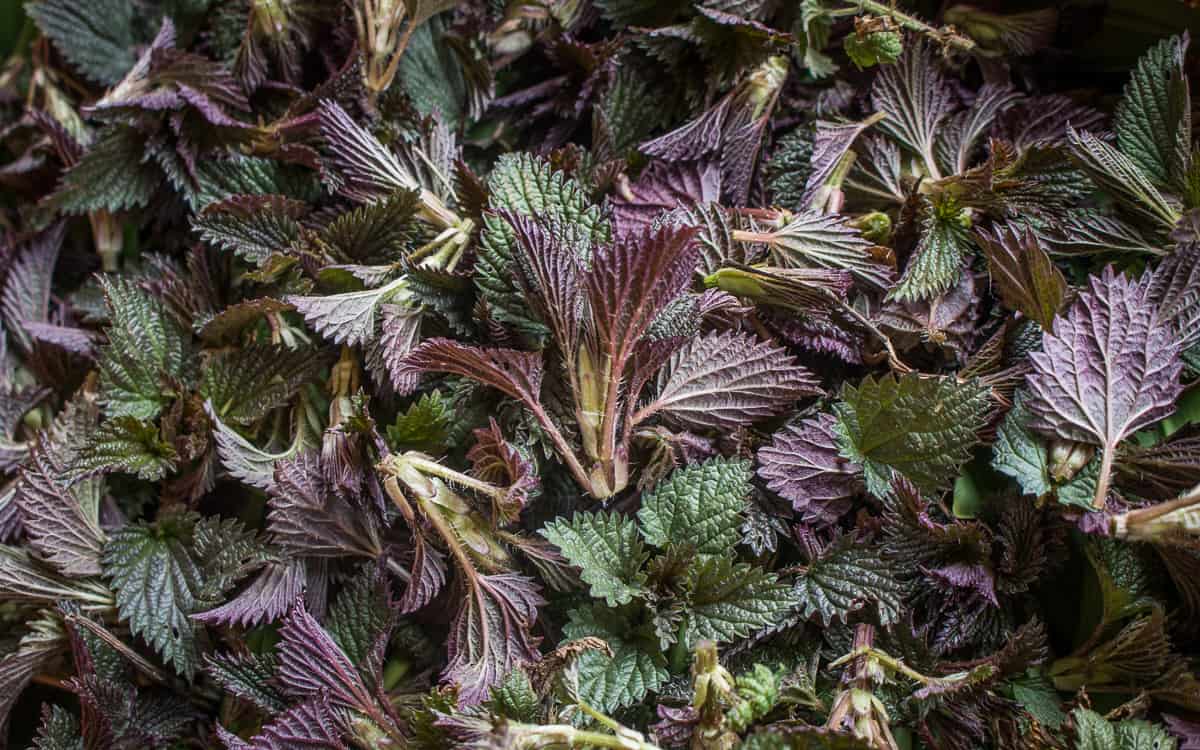 Young purple nettles 