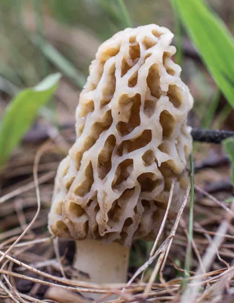 Tiny morel (not a peckerhead) 